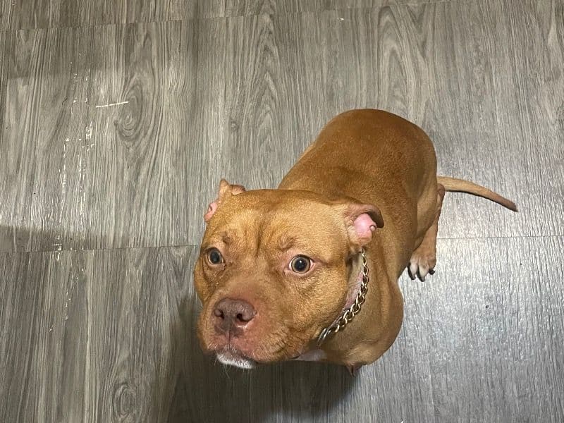 Pit Bull Terrier 2 years 8 months old female medium named Remy for breeding in Ramsey County, Minnesota | Petmeetly