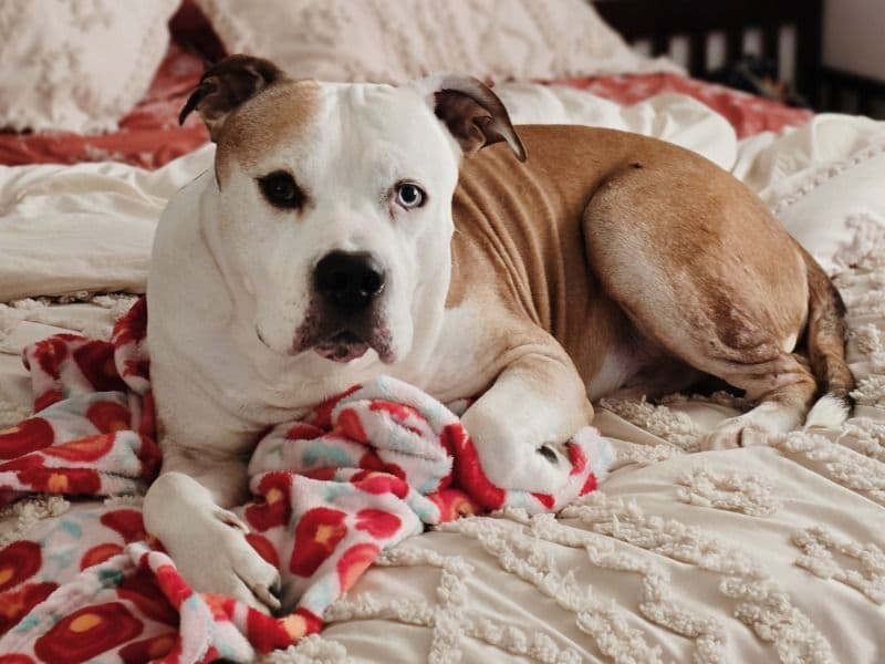 Rednose Pitbull Terrier 10 years old male large named Loki for adoption in Clark County, Washington | Petmeetly