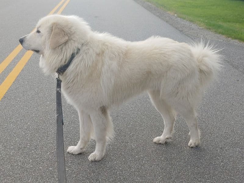 Great Pyrenees 7 years 10 months old male extra large named Blekit for breeding in Capital Regional District, British Columbia | Petmeetly