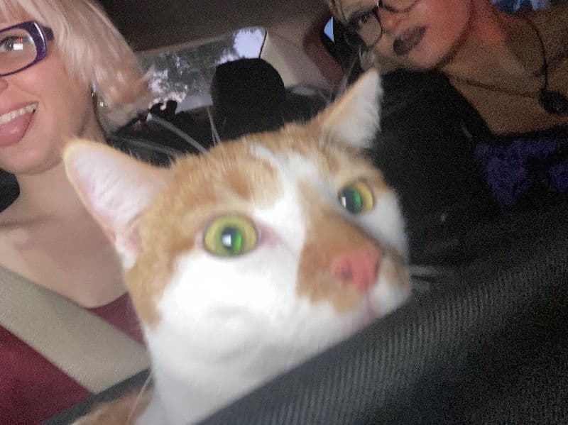 American Shorthair 2 years old male named Roy for breeding in St. Lucie County, Florida | Petmeetly