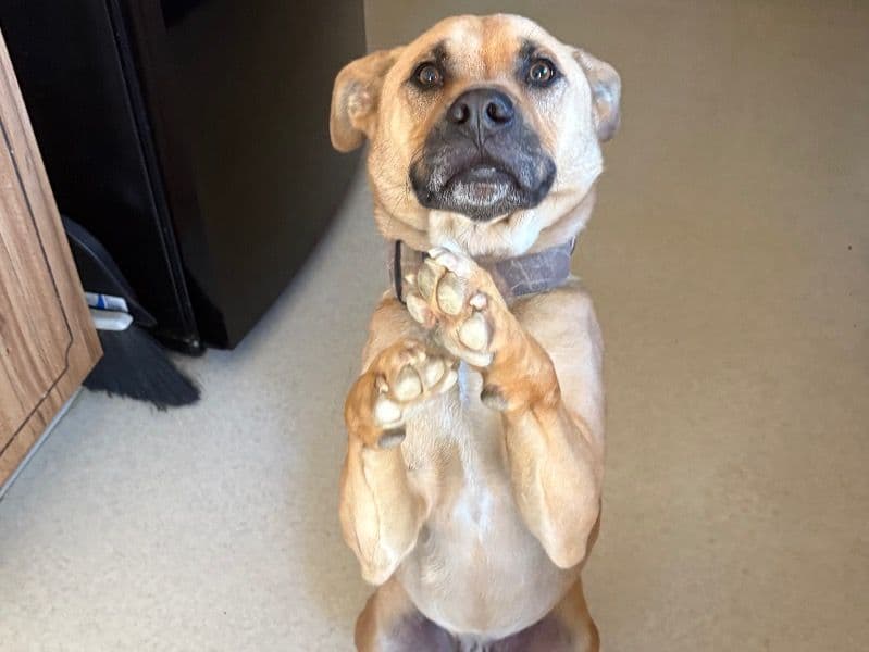 Roscoe primary photo