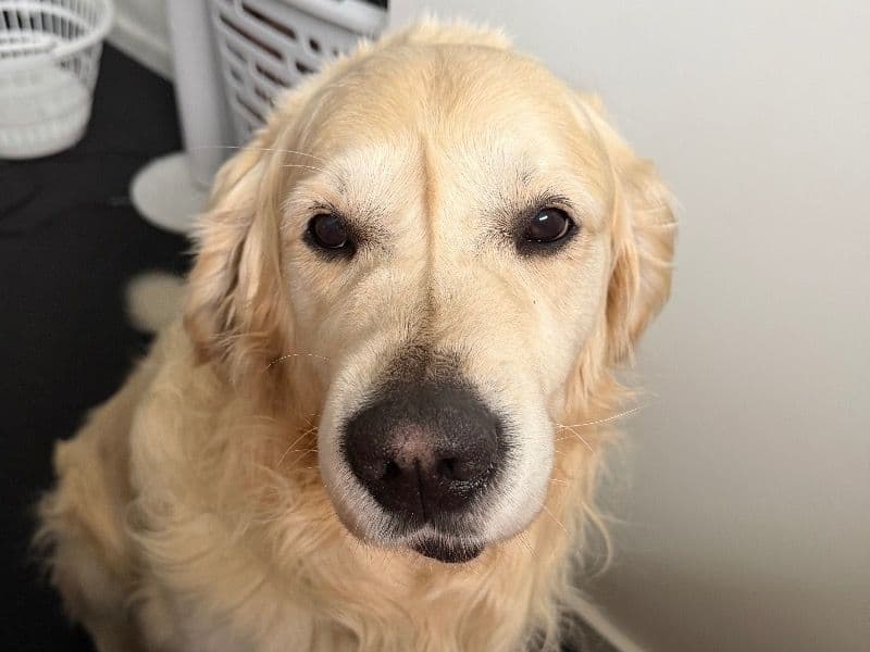 Golden Retriever 6 years 9 months old male large named Archie for breeding in Penrith City Council, New South Wales | Petmeetly
