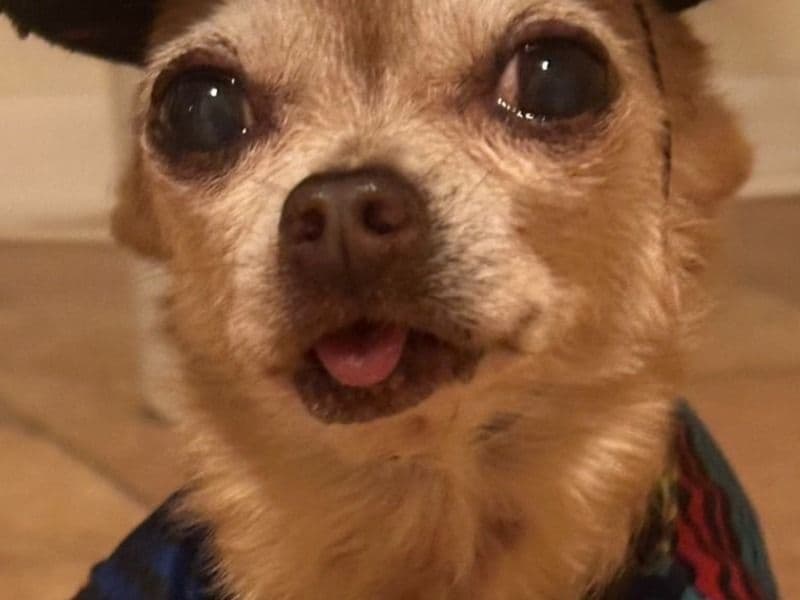 Miniature Chihuahua 9 years 5 months old male small named Pepe for breeding in Orange County, California | Petmeetly