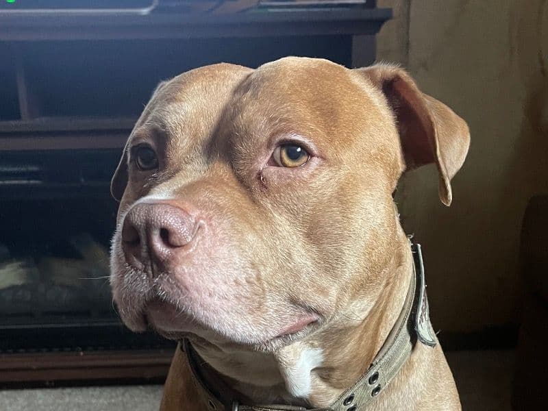 American Staffordshire Terrier 5 years 6 months old male medium named Odin for breeding in Oakland County, Michigan | Petmeetly