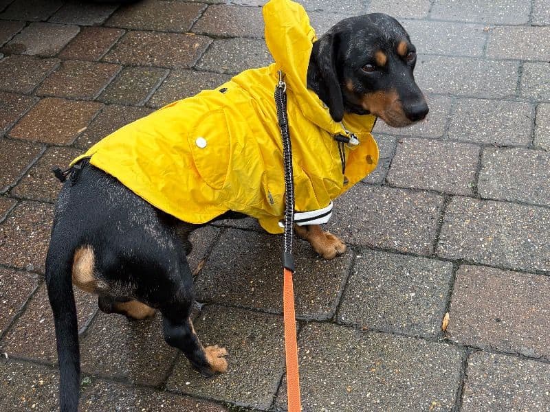 Dachshund 3 years 10 months old male medium named Boris for breeding in Greater London, England | Petmeetly