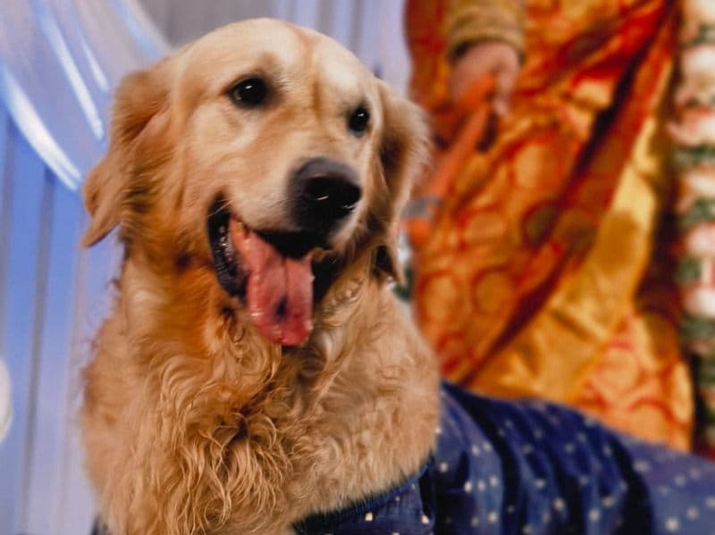 English Golden Retriever 4 years 5 months old male medium named Jack Papaš„° for breeding in Madambakkam, Tamil Nadu | Petmeetly