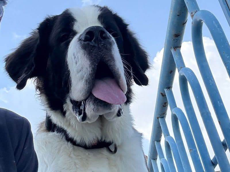 Saint Bernard 1 year 6 months old male medium named Lucky for breeding in Bangalore Division, Karnataka | Petmeetly