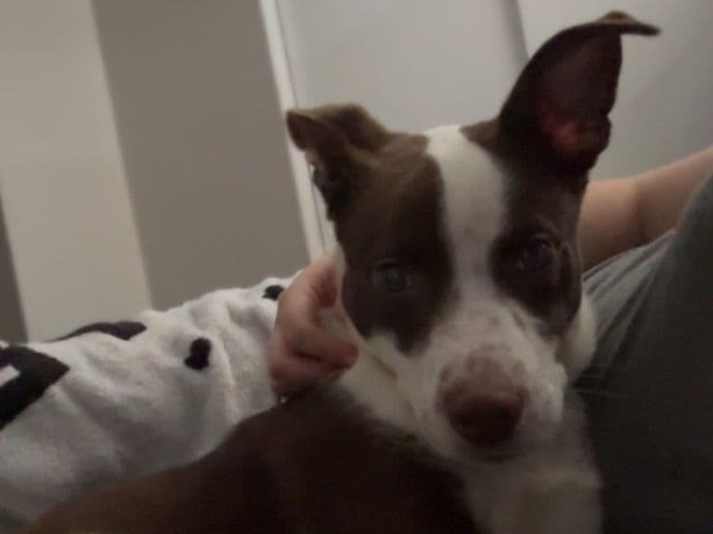 Australian Shepherd 9 months old male medium named Turkey for adoption in Oklahoma County, Oklahoma | Petmeetly