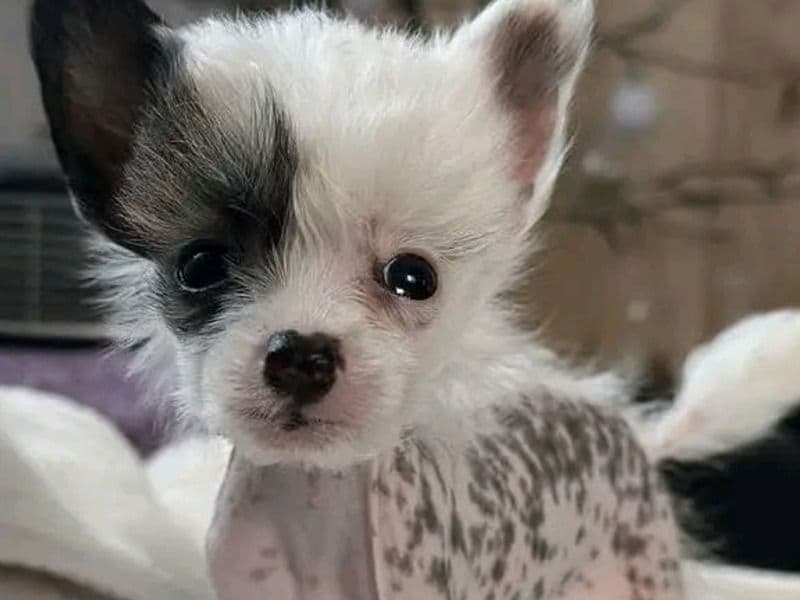 Chinese Crested 2 months old female small named Sadie for adoption in Saline County, Arkansas | Petmeetly