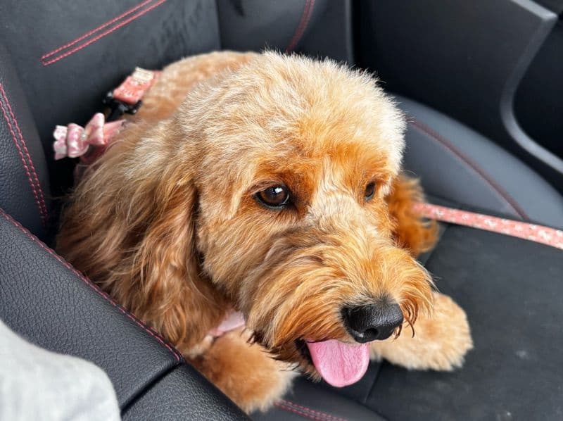 Cockapoo 2 years 1 month old female small named Maggie for breeding in West Midlands, England | Petmeetly