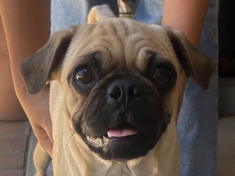 Anthony - Pug | Petmeetly
