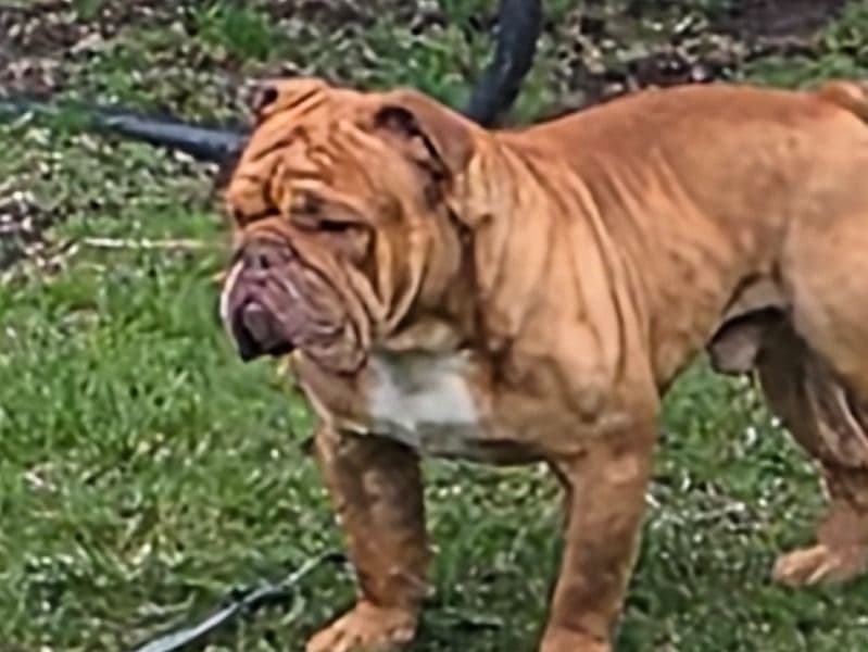 Old English Bulldog 3 years 6 months old male medium named Meatloaf for breeding in Cook County, Illinois | Petmeetly