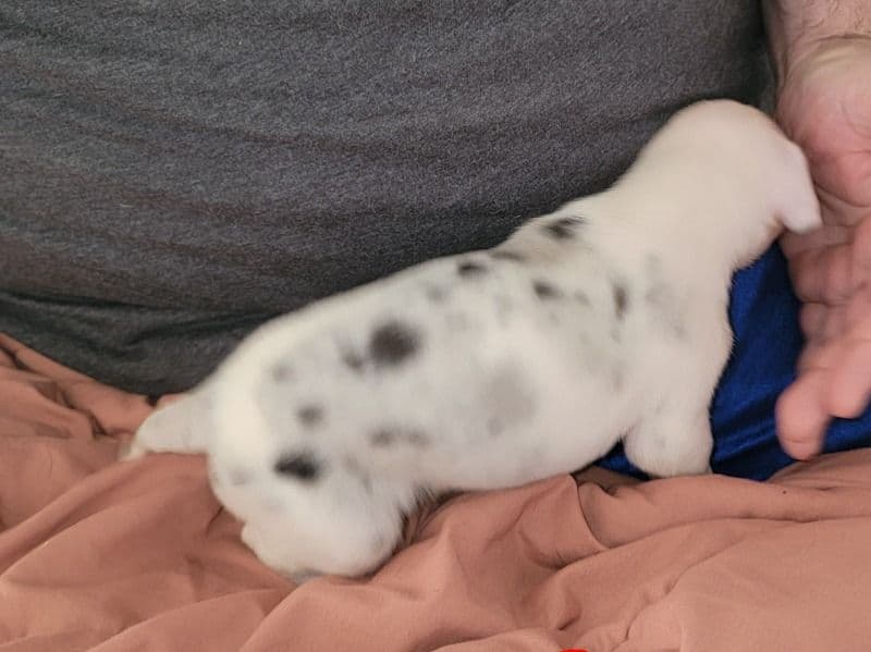 Great Dane 1 month old female extra large named Sassy Born 1/1/2026 for sale in Dallas County, Texas | Petmeetly