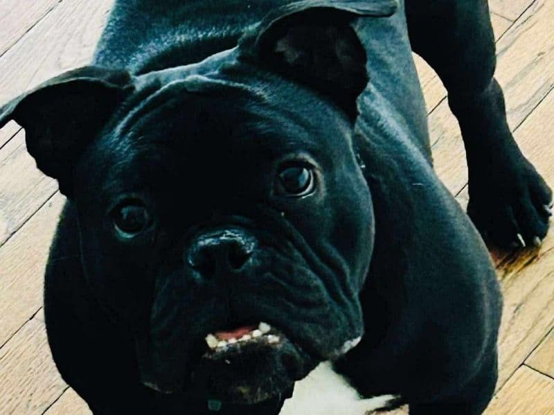 American Pocket Bully 2 years 5 months old female medium named Peppa for breeding in Douglas County, Georgia | Petmeetly