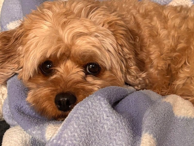 Cavapoo (Cavadoodle) 3 years 8 months old female small named Roo for breeding in Kane County, Illinois | Petmeetly
