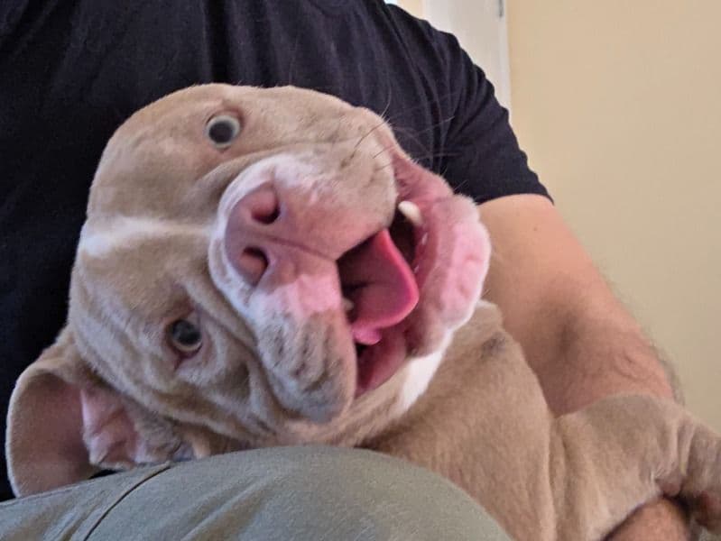 American Bully 2 years 3 months old female medium named Lily for breeding in Harris County, Texas | Petmeetly