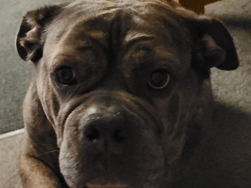 Neapolitan Mastiff 5 years 8 months old male large named Tank for breeding in Derbyshire, England | Petmeetly