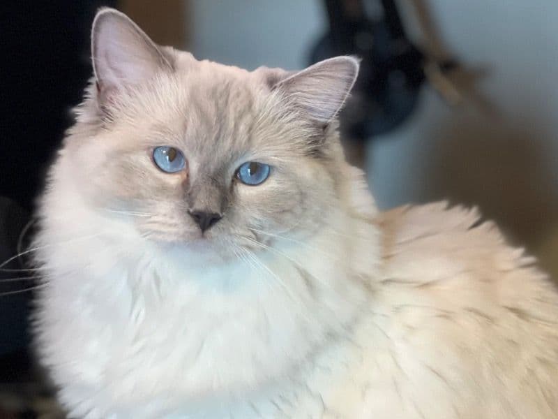 Ragdoll 3 years 4 months old female named Eevee for breeding in Pompano Beach, Florida | Petmeetly