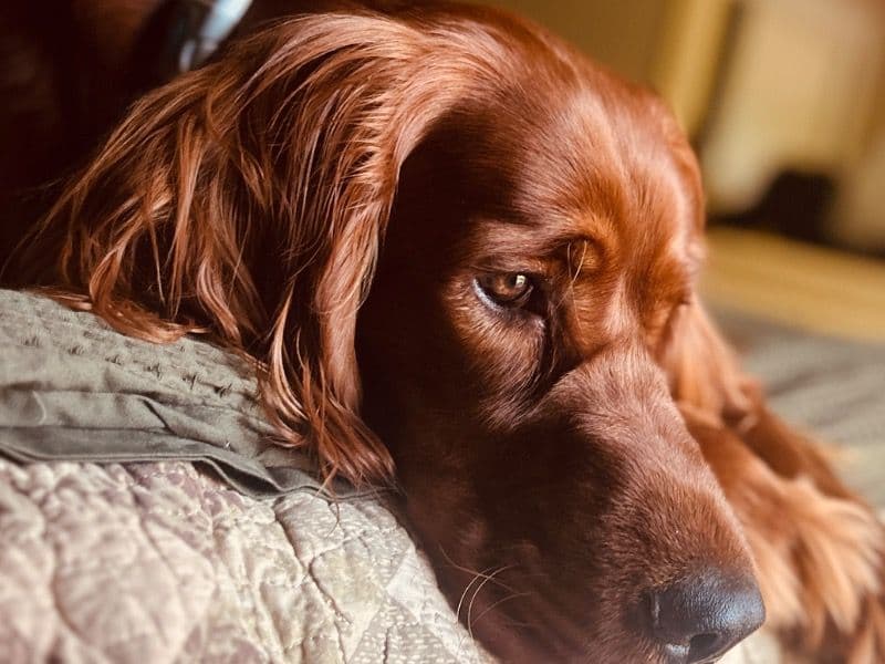 Marley primary photo