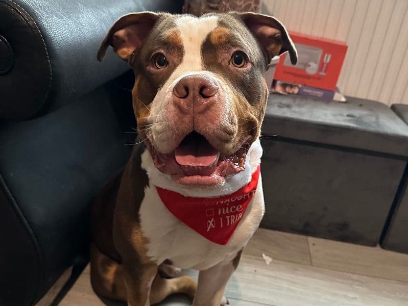 American Bully 1 year 11 months old male large named Chapo for breeding in Greater London, England | Petmeetly