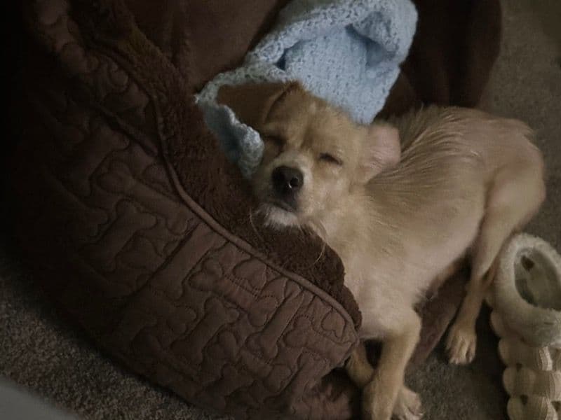 Chihuahua 2 years old male small named Mello for breeding in Portsmouth, Virginia | Petmeetly