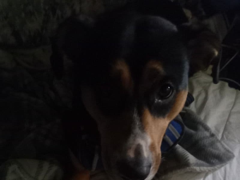 Doberman 11 months old female large named Pup for sale in Snohomish County, Washington | Petmeetly