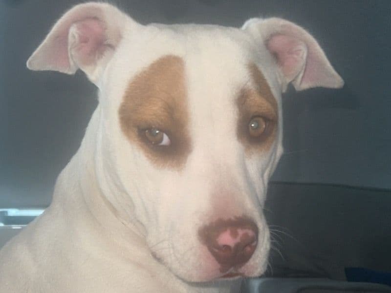 American Staffordshire Terrier 2 years 1 month old female medium named Luna for breeding in Sorell Council, Tasmania | Petmeetly