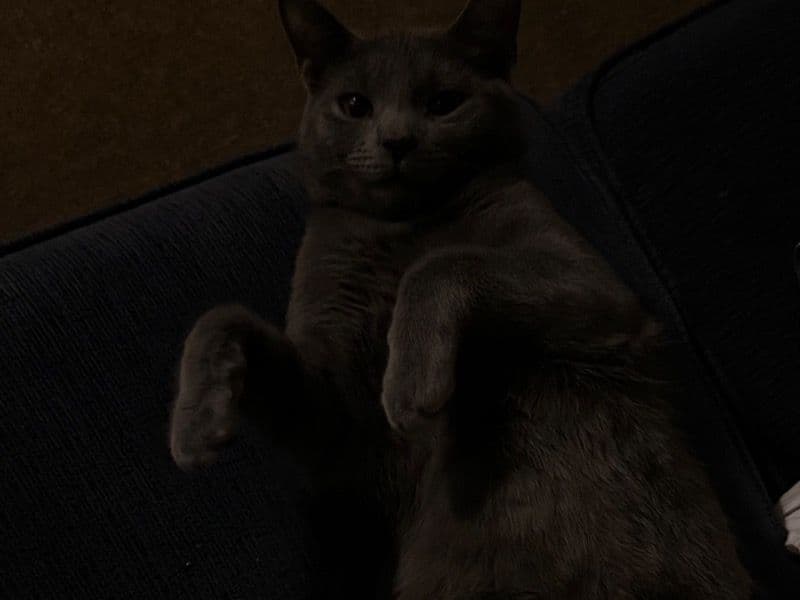 Domestic Shorthair 10 months old male named Chicken for sale in Walworth County, Wisconsin | Petmeetly