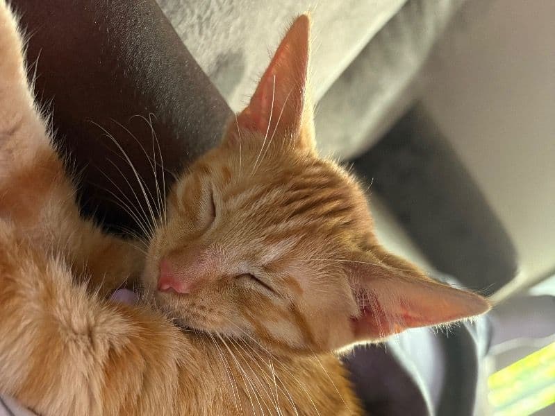 American Shorthair 1 year old female named Lina for adoption in Richland County, South Carolina | Petmeetly