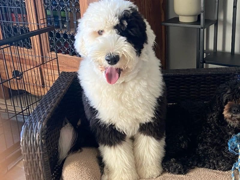Sheepadoodle 1 year 5 months old female large named Stella for breeding in Penrith City Council, New South Wales | Petmeetly