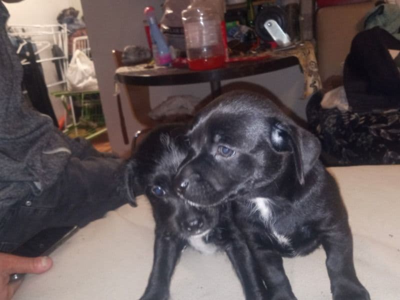 Midnight And Darklove primary photo