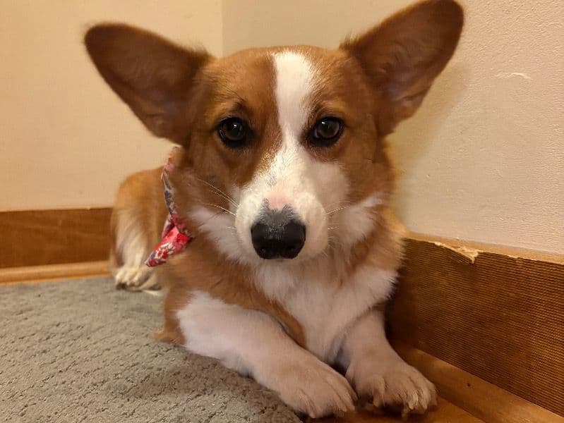 Cardigan Welsh Corgi 2 years 4 months old female medium named Lizzy for breeding in Colbert County, Alabama | Petmeetly