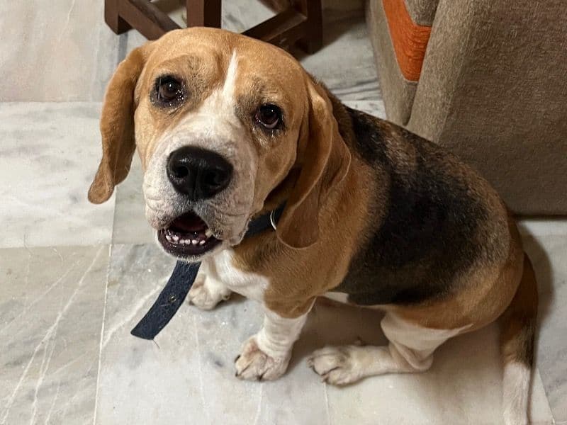 Beagle 5 years 2 months old male medium named Mischief for breeding in Pune Division, Maharashtra | Petmeetly