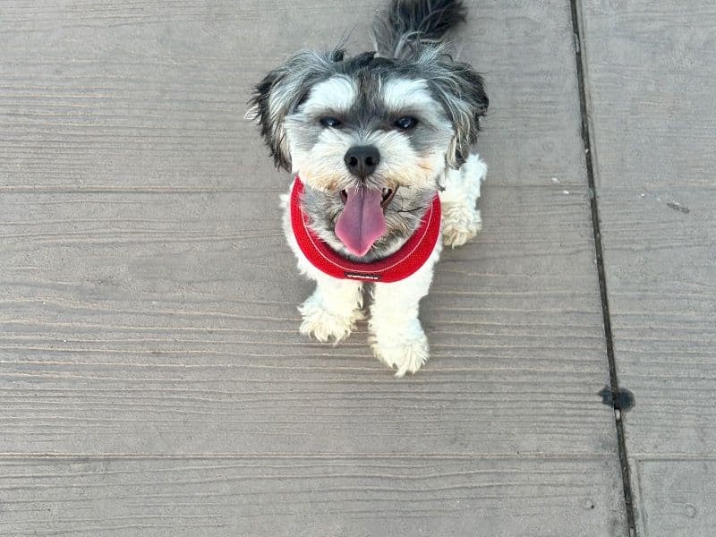 Maltipoo 2 years 6 months old female small named Lele for breeding in Maricopa County, Arizona | Petmeetly