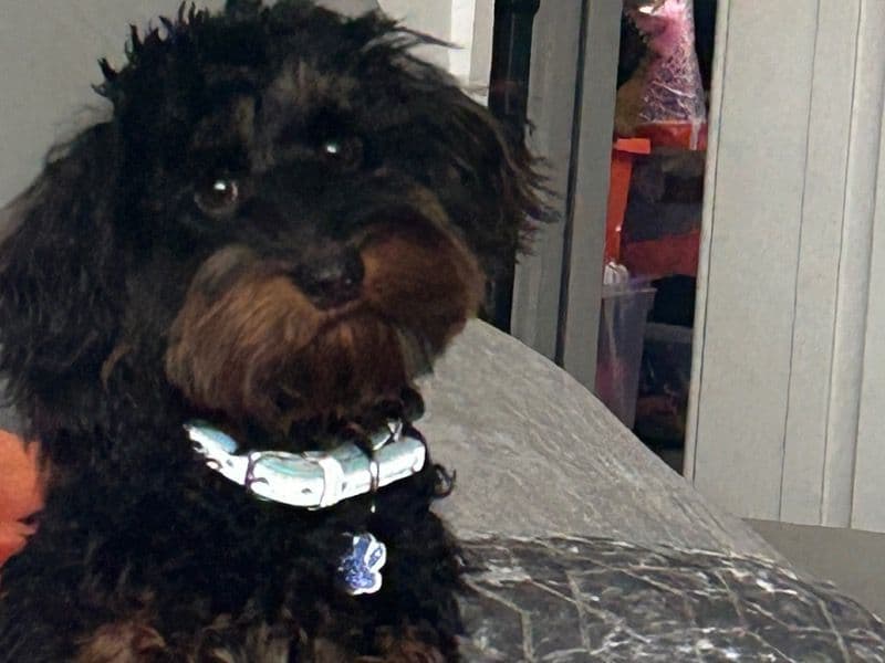 Cockapoo 1 year 5 months old male small named Jett for breeding in Inverclyde, Scotland | Petmeetly