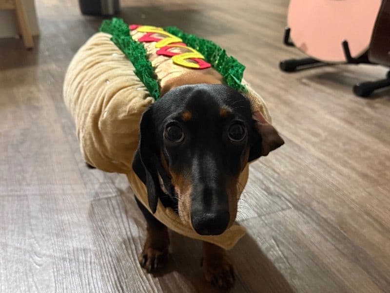 Miniature Dachshund 1 year old male small named Noodle for breeding in Brevard County, Florida | Petmeetly