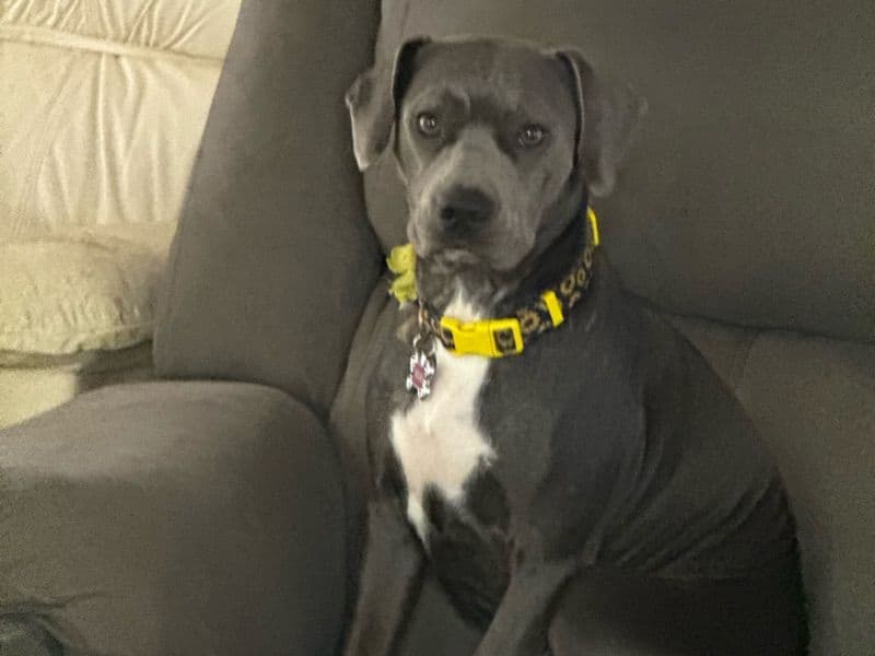 Camelot Pit Bull 1 year 6 months old female medium named Reno for sale in Osceola County, Florida | Petmeetly