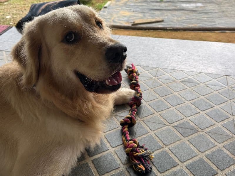 Whiskey primary photo