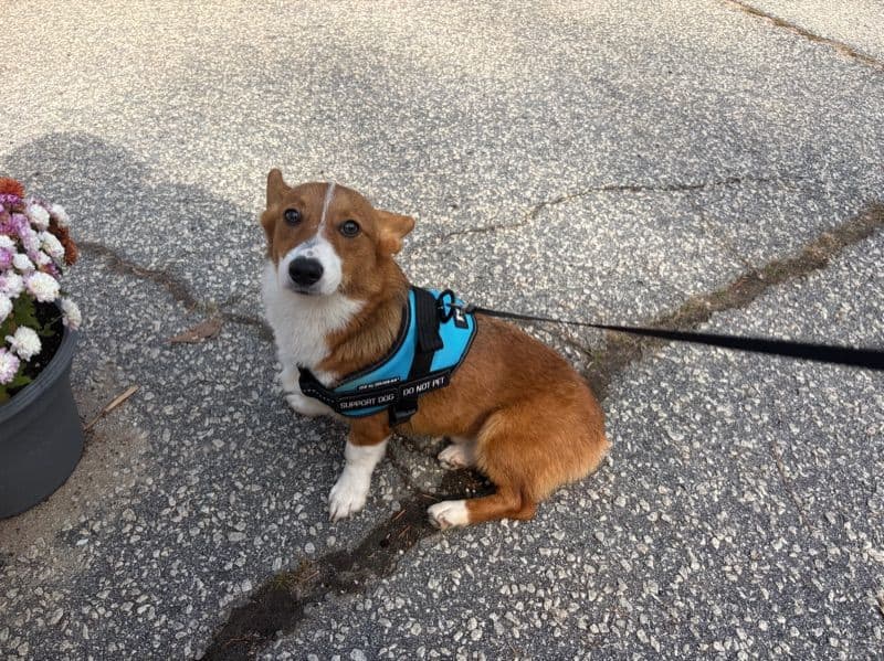 Corgi 10 months old male medium named Archiekins (archie) for breeding in Oconee County, South Carolina | Petmeetly