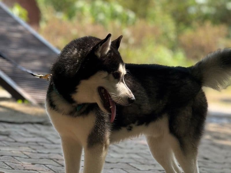 Husky 1 year 7 months old male large named Luffy for breeding in Pune Division, Maharashtra | Petmeetly