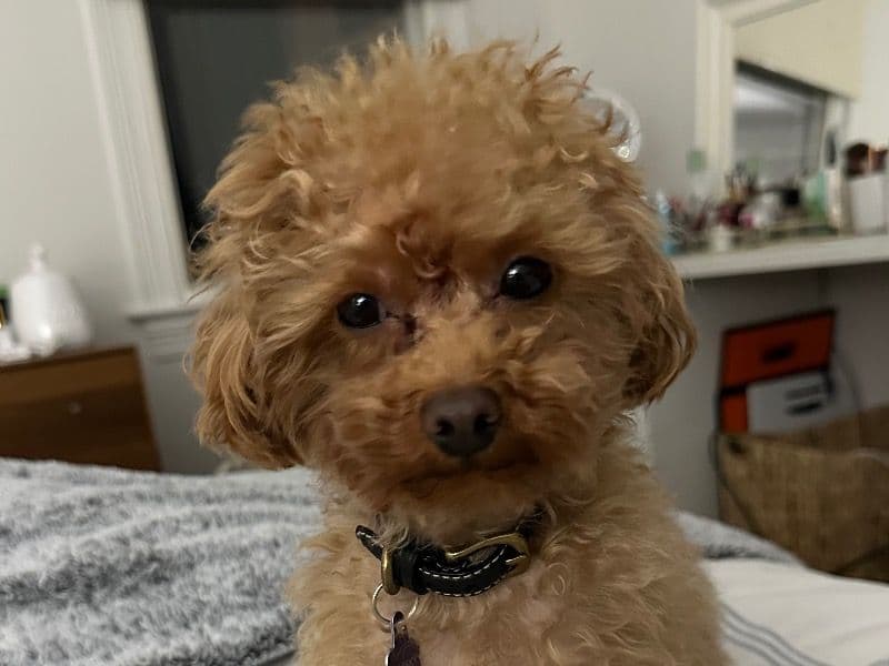 Whisky primary photo