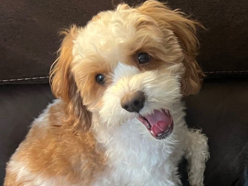 Cavapoo (Cavadoodle) 4 years 5 months old female medium named Penny for breeding in Island County, Washington | Petmeetly
