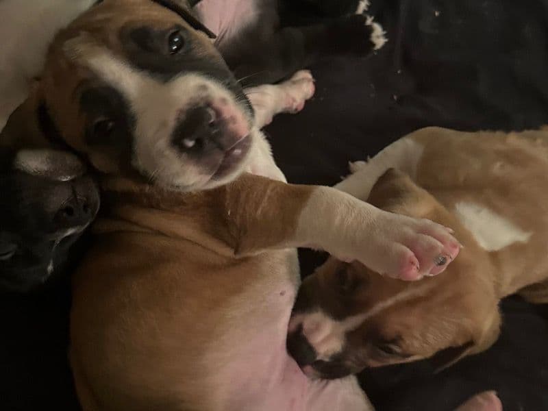 American Bully 5 months old male small named Cash for breeding in Multnomah County, Oregon | Petmeetly