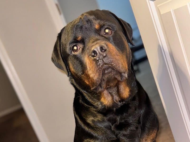 German Rottweiler 5 years 2 months old male large named Roscoe for breeding in Chatham County, Georgia | Petmeetly