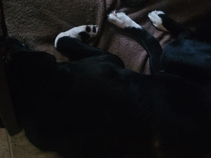 Akita 2 years old male large named Gizmo for breeding in Red Deer County, Alberta | Petmeetly