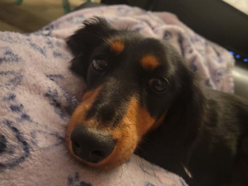 Minnie primary photo