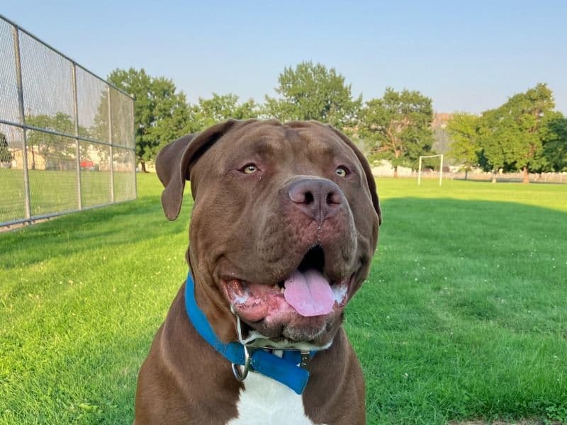 American Bully 4 years old male extra large named Odin for breeding in Spokane County, Washington | Petmeetly