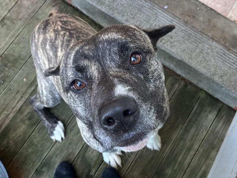 American Bully 1 year old male large named Koda for breeding in Merri-Bek City, Victoria | Petmeetly