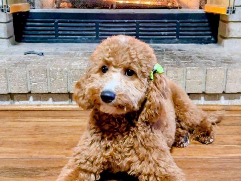 Mini Golden Doodle 1 year old female small named Miss Dolly for breeding in Roscoe, Illinois | Petmeetly