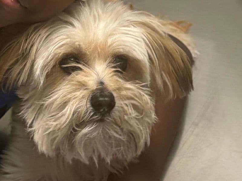 Troublina primary photo